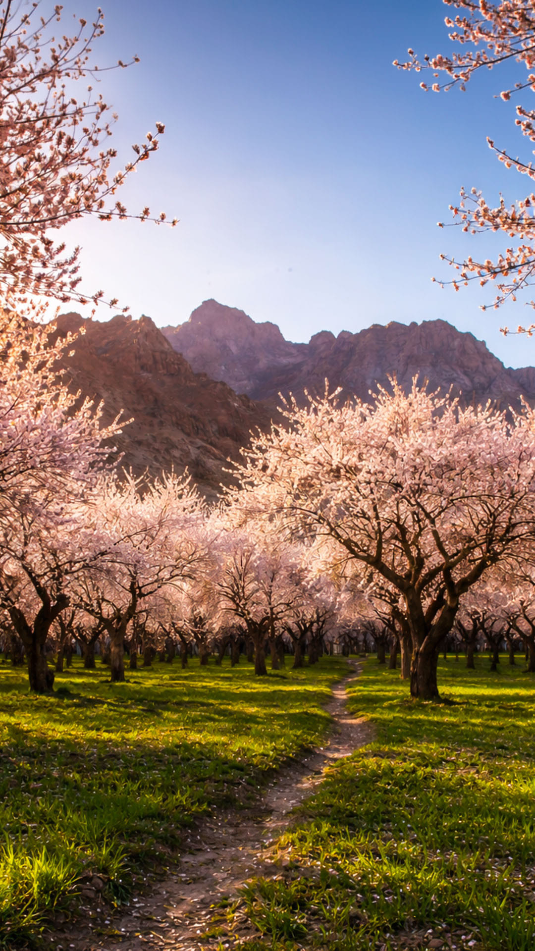 8 Days Apricot Blossom Special Trip to Ladakh