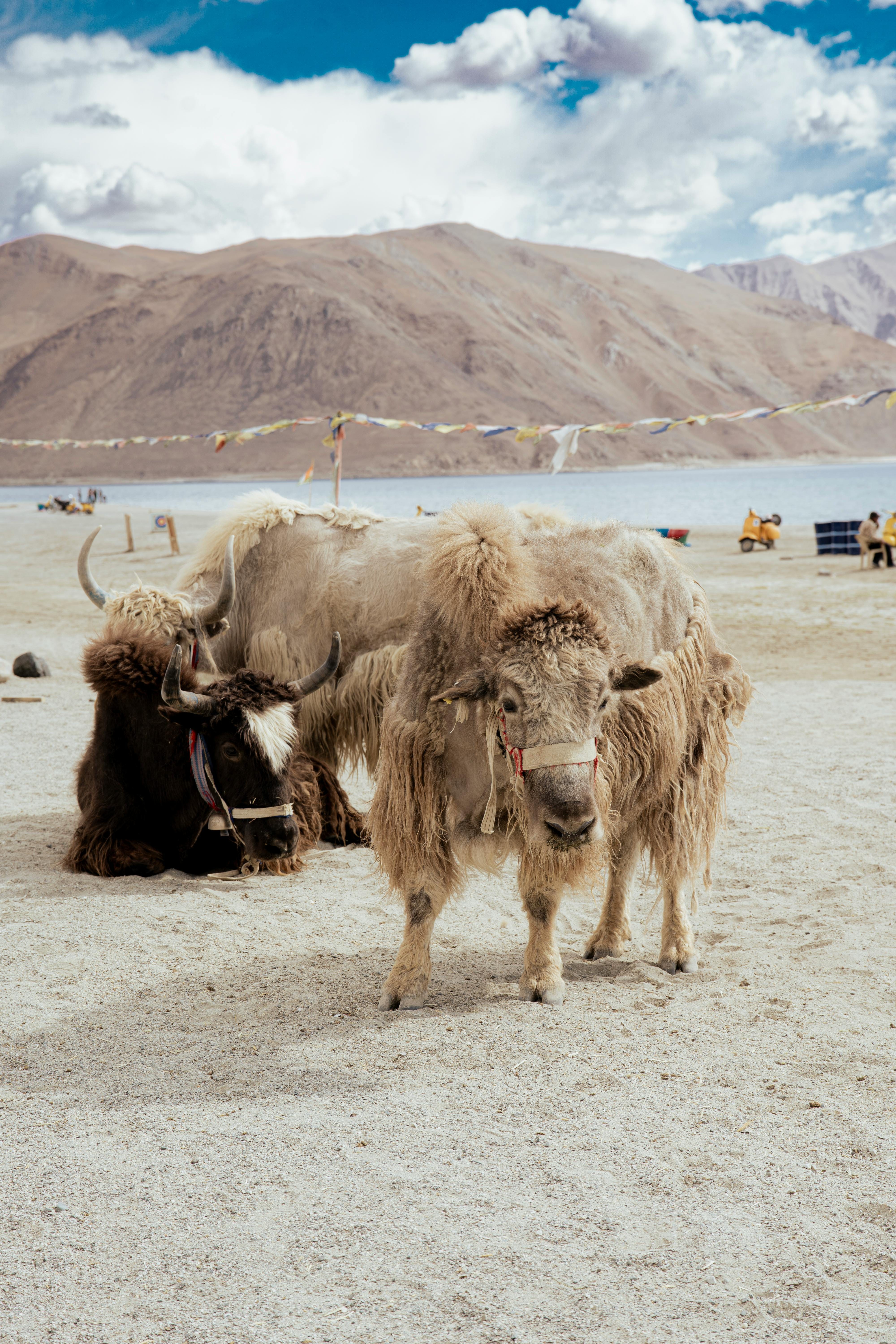 Arrival in Leh. Leisure Day for Acclimatization.