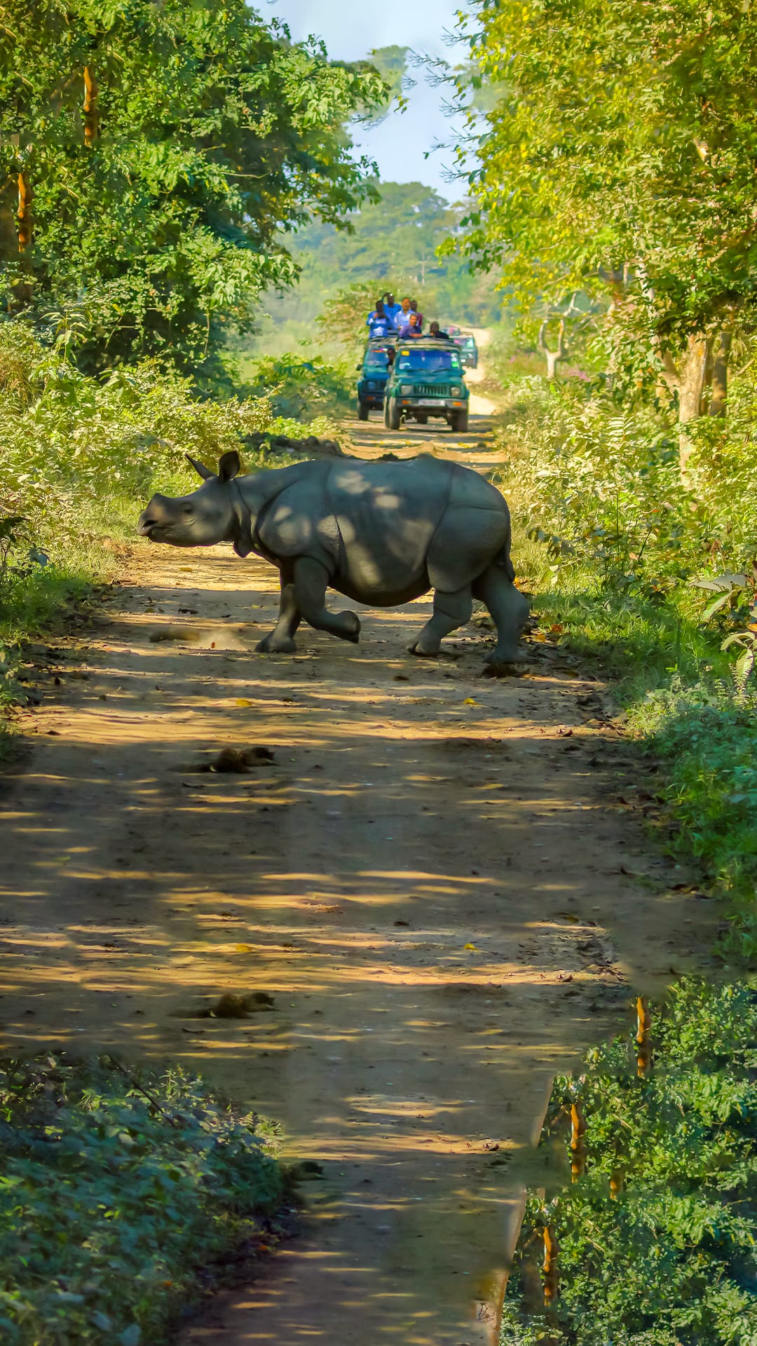 Guwahati Arrival | Overnight Stay in Kaziranga