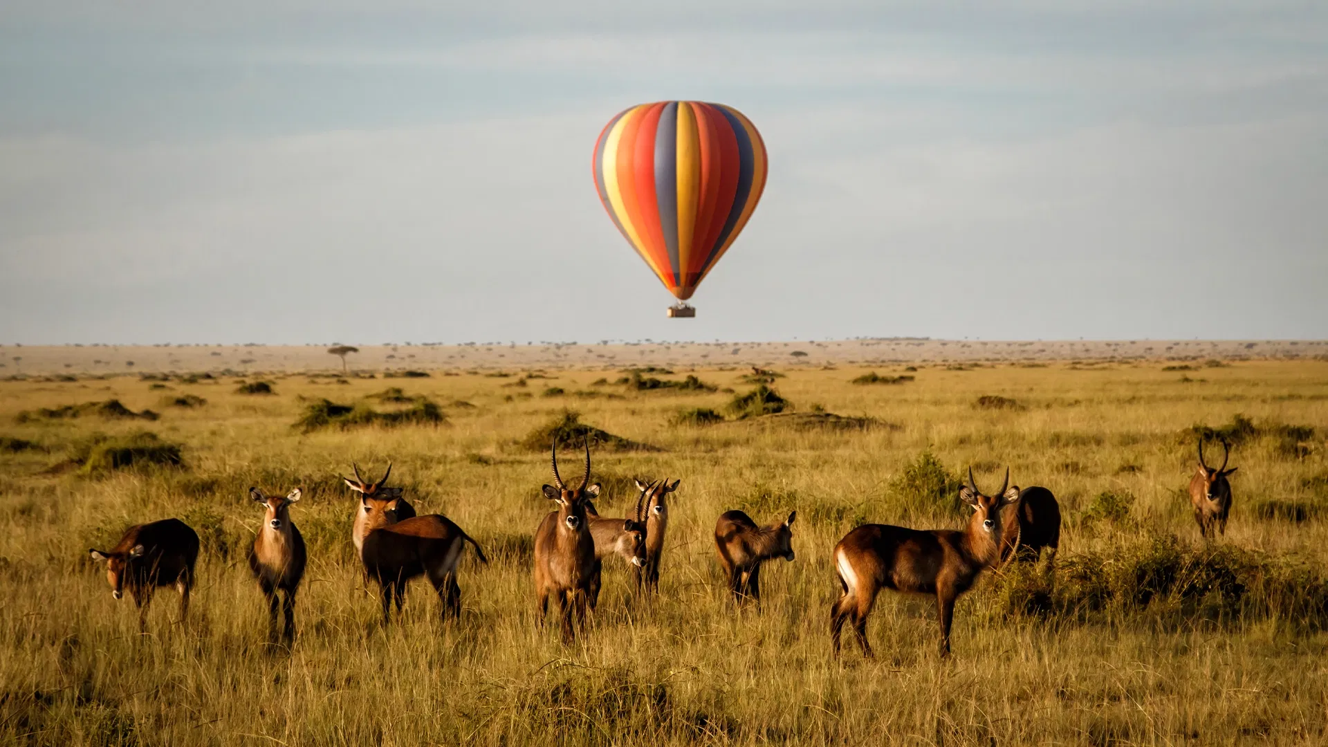 7-Day Exclusive Kenya Tour Package: Luxurious Safari Experience